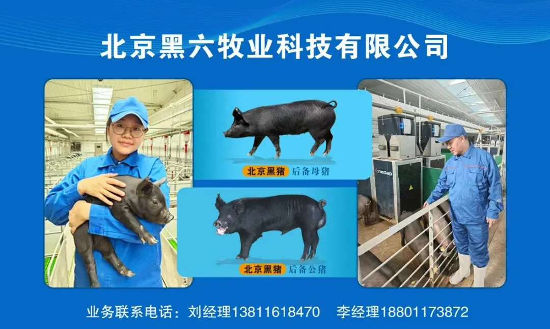 中国地方猪种产业发展研究报告(三)——基于“风口-中国地方猪种与特色优质猪肉考察”项目——“北京黑六”【推荐阅读】