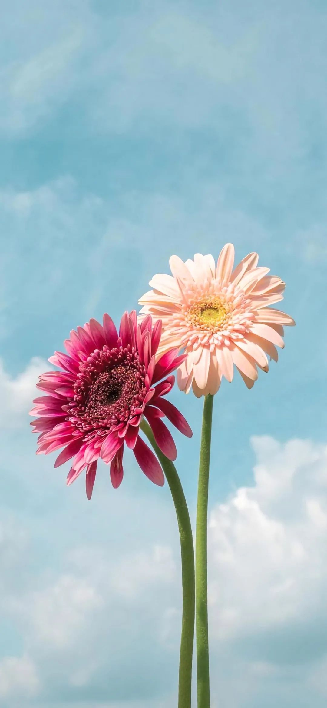 壁纸 | 花