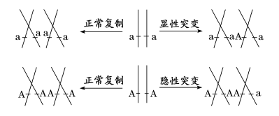 高考生物二轮复习之减数分裂异常情况 第1张