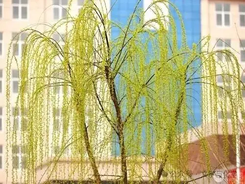 中考高分突破-科学探究题-3 第19张