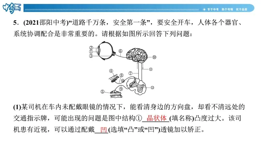 中考生物 | 冀少版重点题型攻略1识图题考点8人体生命活动的调节-第14张图片-四季读书网 中考生物 | 冀少版重点题型攻略1识图题考点8人体生命活动的调节-第14张图片-四季读书网