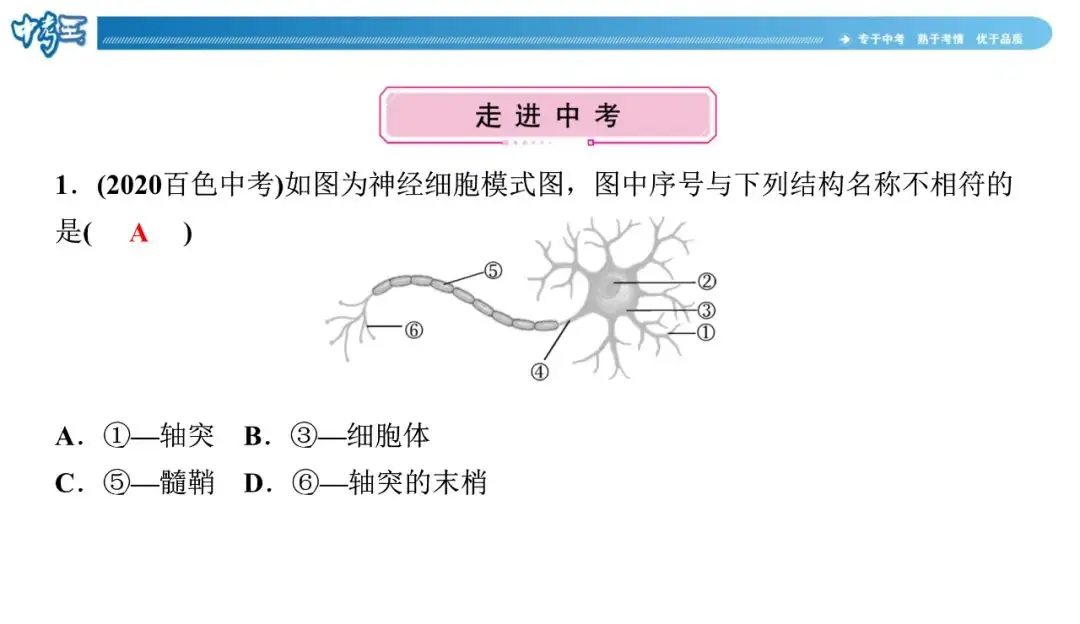 中考生物 | 冀少版重点题型攻略1识图题考点8人体生命活动的调节-第8张图片-四季读书网 中考生物 | 冀少版重点题型攻略1识图题考点8人体生命活动的调节-第8张图片-四季读书网