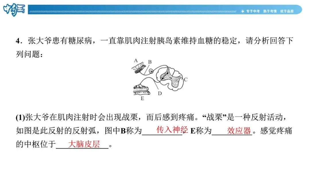 中考生物 | 冀少版重点题型攻略1识图题考点8人体生命活动的调节-第11张图片-四季读书网 中考生物 | 冀少版重点题型攻略1识图题考点8人体生命活动的调节-第11张图片-四季读书网