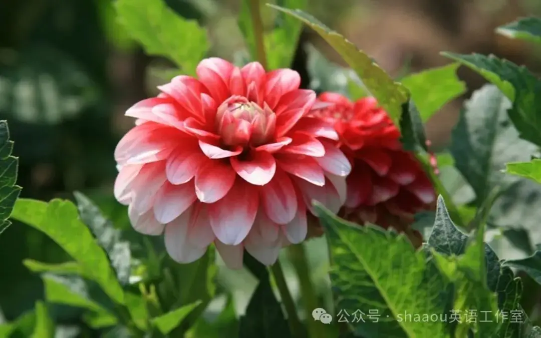 高考真题阅读高频词汇-第3张图片-四季读书网 高考真题阅读高频词汇-第3张图片-四季读书网