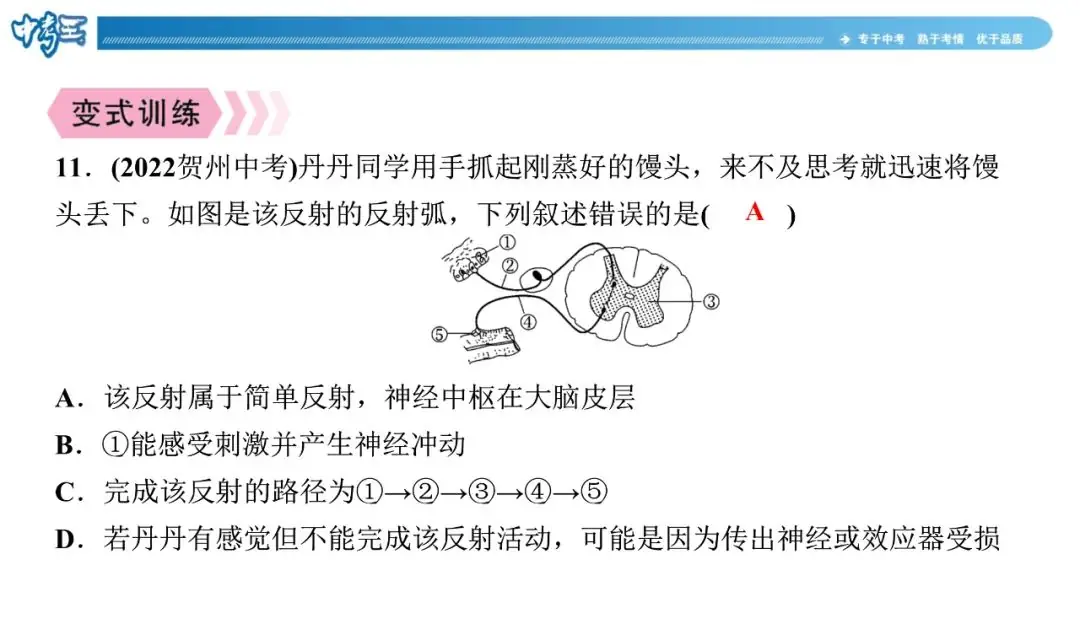 中考生物 | 冀少版重点题型攻略1识图题考点8人体生命活动的调节-第6张图片-四季读书网 中考生物 | 冀少版重点题型攻略1识图题考点8人体生命活动的调节-第6张图片-四季读书网