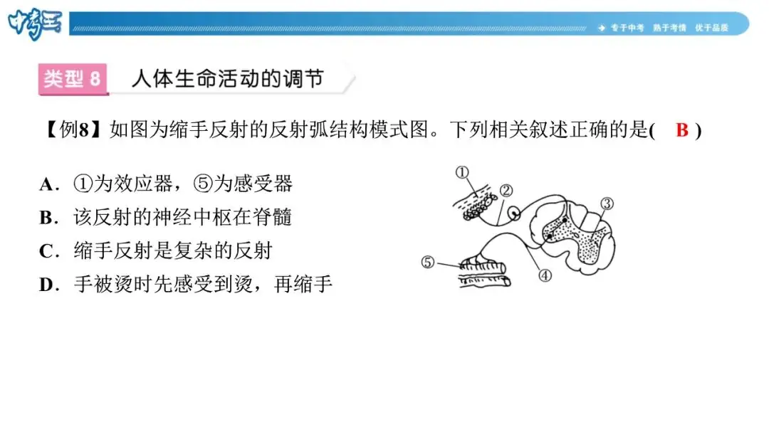 中考生物 | 冀少版重点题型攻略1识图题考点8人体生命活动的调节-第4张图片-四季读书网 中考生物 | 冀少版重点题型攻略1识图题考点8人体生命活动的调节-第4张图片-四季读书网