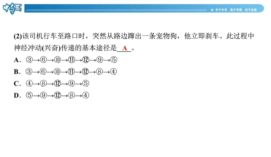 中考生物 | 冀少版重点题型攻略1识图题考点8人体生命活动的调节-第15张图片-四季读书网 中考生物 | 冀少版重点题型攻略1识图题考点8人体生命活动的调节-第15张图片-四季读书网