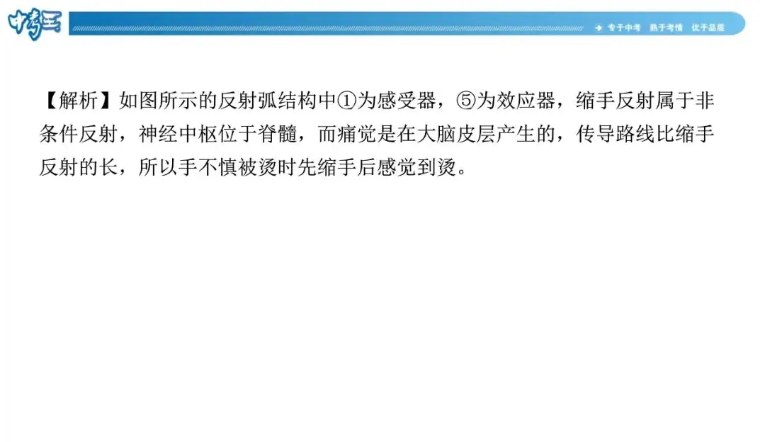 中考生物 | 冀少版重点题型攻略1识图题考点8人体生命活动的调节-第5张图片-四季读书网 中考生物 | 冀少版重点题型攻略1识图题考点8人体生命活动的调节-第5张图片-四季读书网
