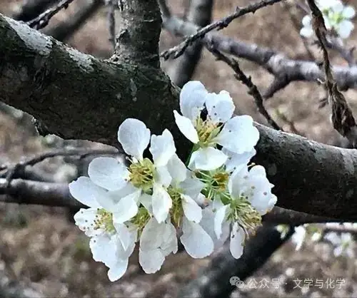 冲刺2024年高考化学真题重组卷(湖南专用)03-第16张图片-四季读书网 冲刺2024年高考化学真题重组卷(湖南专用)03-第16张图片-四季读书网
