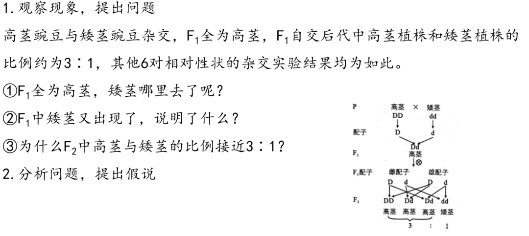[高考生物专题复习PPT】2024届高考生物二轮复习课件——专题一遗传规律 第3张 [高考生物专题复习PPT】2024届高考生物二轮复习课件——专题一遗传规律 第3张