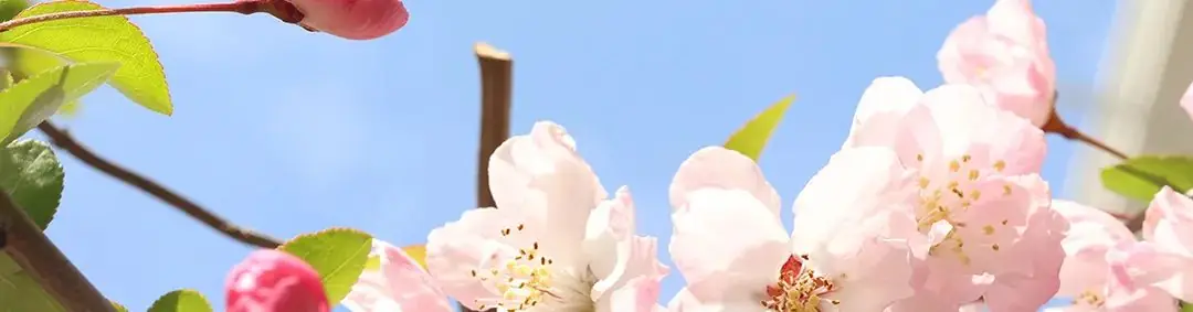 【教学科研】聚焦新中考,教研绽芳华——江山市初中数学2024复习培训活动-第1张图片-四季读书网