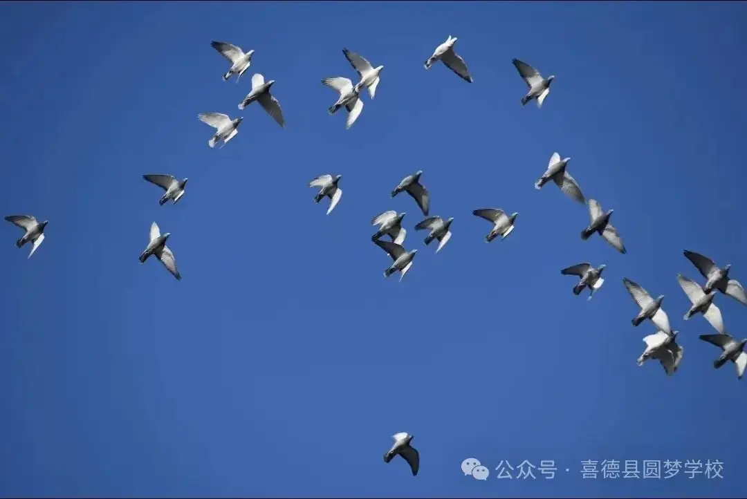 圆梦学校中考小考百日誓师 厉兵秣马战百日,不负韶华少年时 第41张 圆梦学校中考小考百日誓师 厉兵秣马战百日,不负韶华少年时 第41张