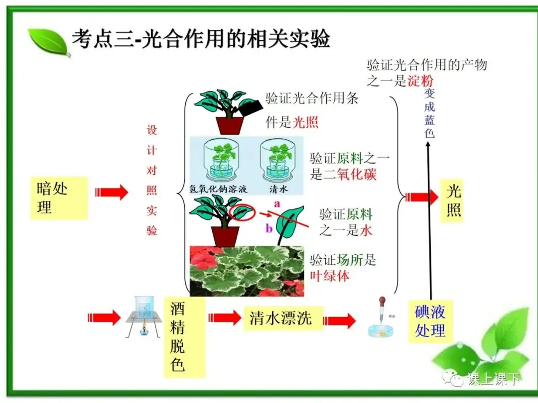 小中考复习课件7-----初一下绿色植物的光合作用-第15张图片-四季读书网