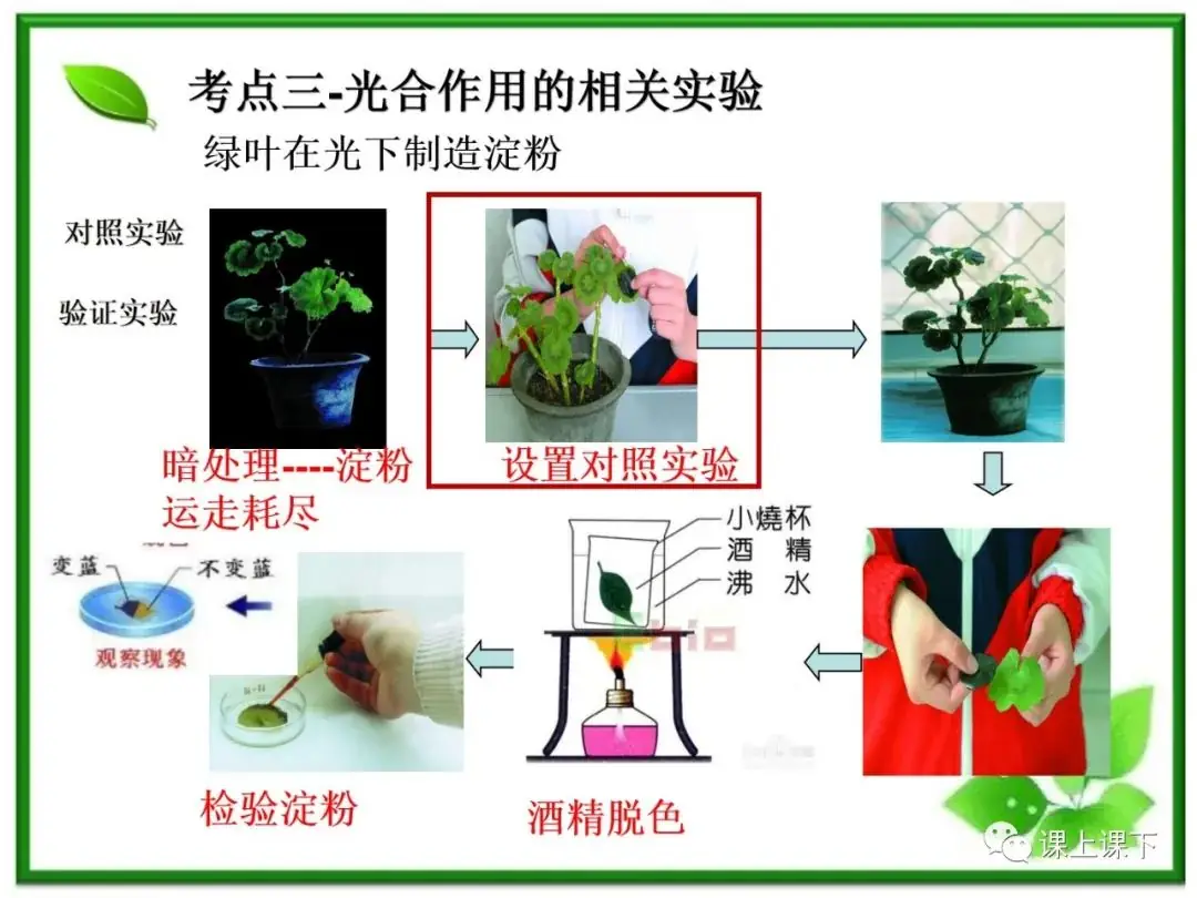 小中考复习课件7-----初一下绿色植物的光合作用-第9张图片-四季读书网