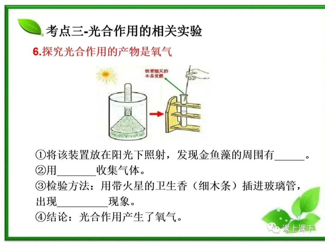 小中考复习课件7-----初一下绿色植物的光合作用-第17张图片-四季读书网