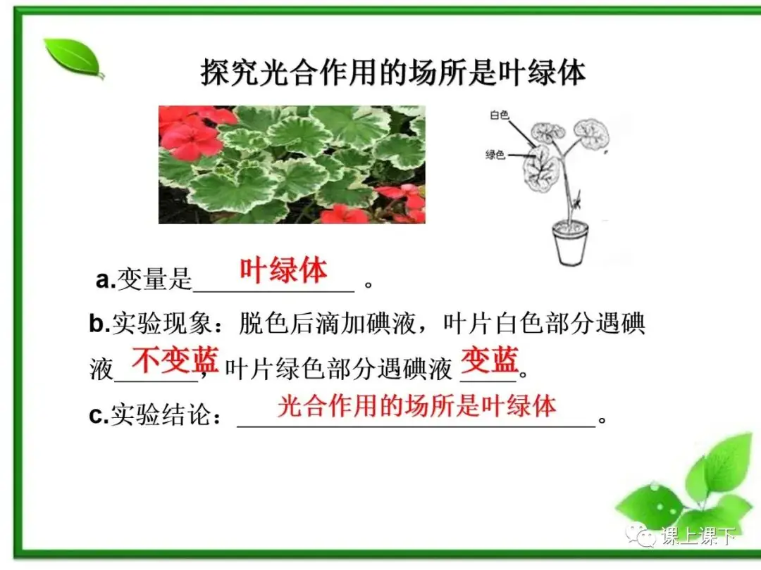 小中考复习课件7-----初一下绿色植物的光合作用-第14张图片-四季读书网