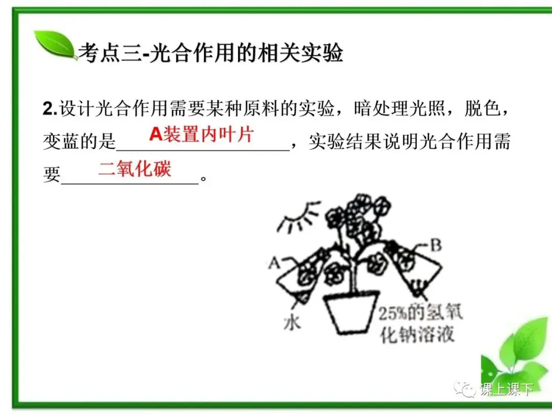小中考复习课件7-----初一下绿色植物的光合作用-第19张图片-四季读书网