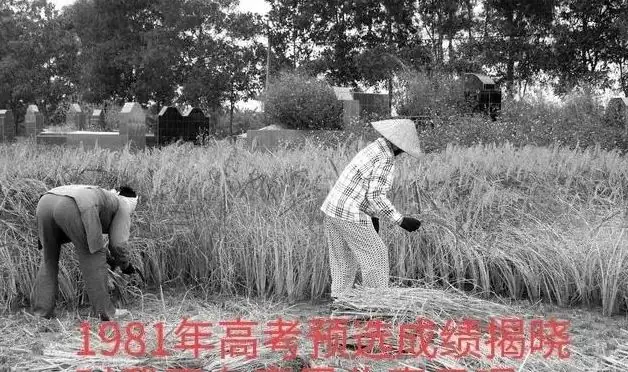 1981年高中毕业,好多同学没有参加高考!-第3张图片-四季读书网