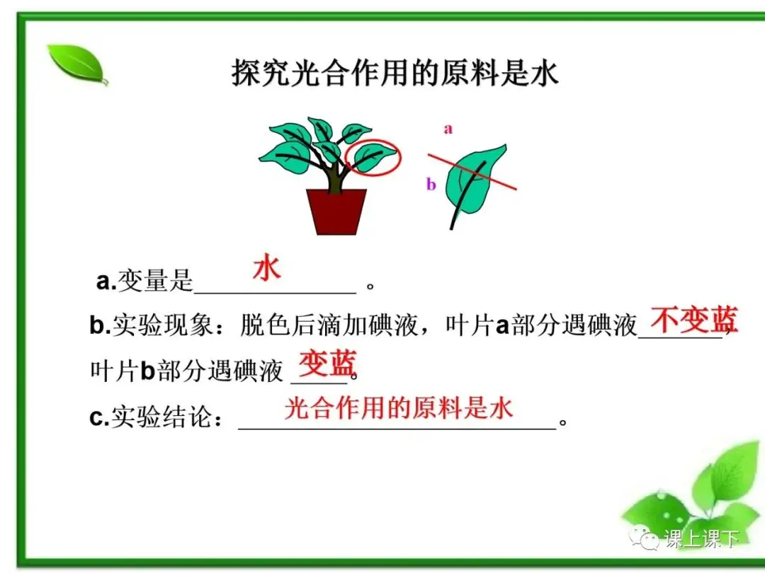 小中考复习课件7-----初一下绿色植物的光合作用-第13张图片-四季读书网