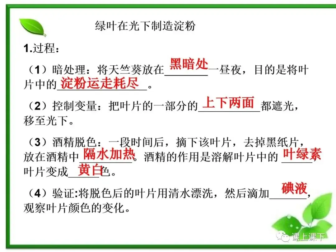 小中考复习课件7-----初一下绿色植物的光合作用-第10张图片-四季读书网