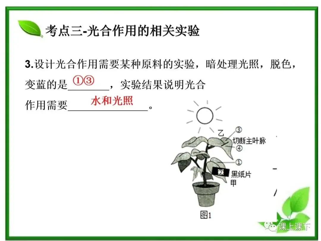 小中考复习课件7-----初一下绿色植物的光合作用-第20张图片-四季读书网