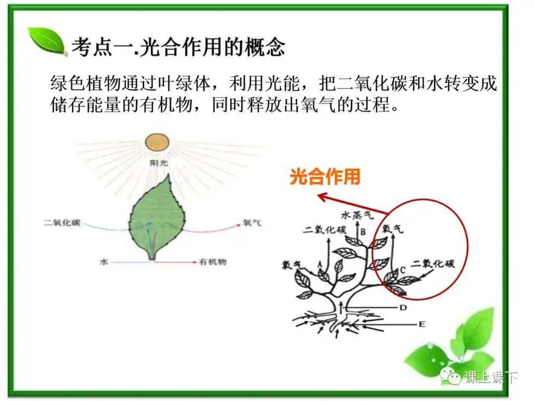 小中考复习课件7-----初一下绿色植物的光合作用-第3张图片-四季读书网