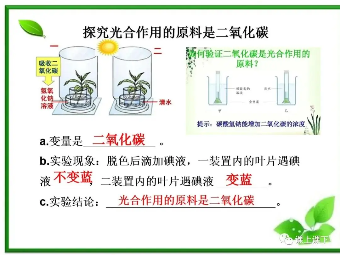 小中考复习课件7-----初一下绿色植物的光合作用-第12张图片-四季读书网