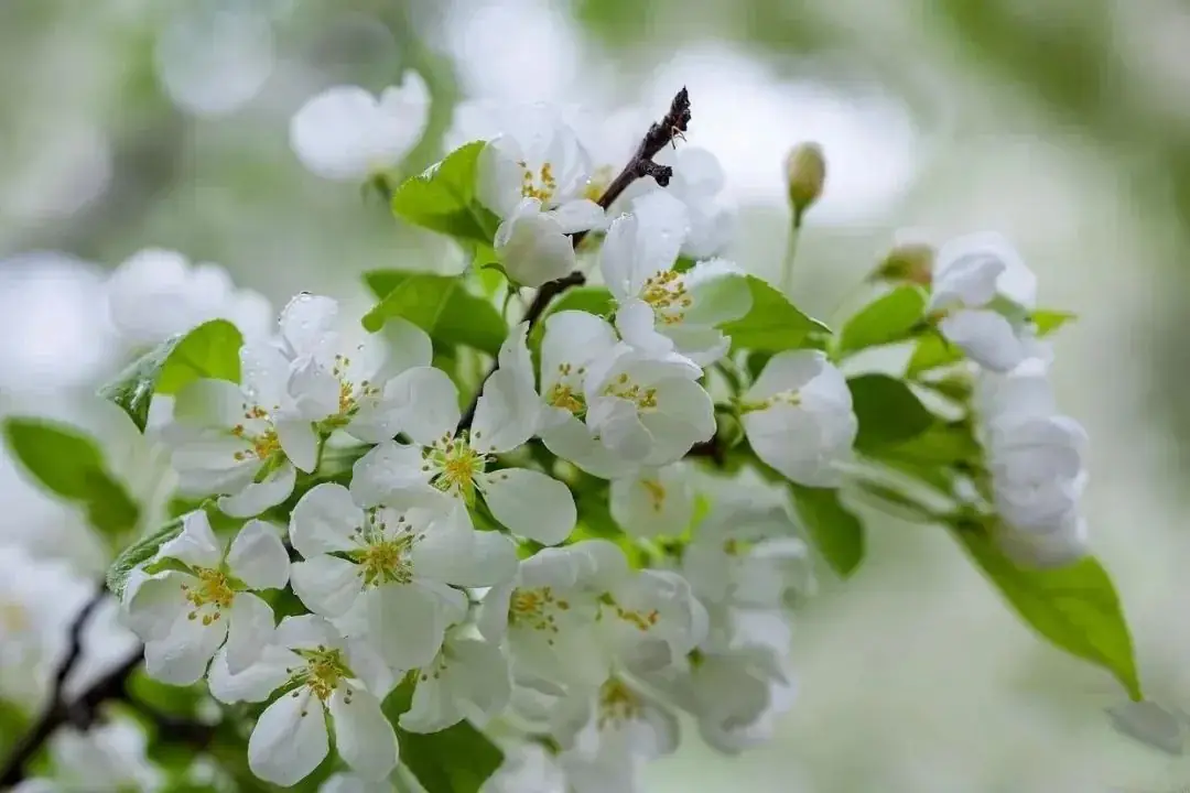 梨花开了 | 中考散文阅读专项练习-第6张图片-四季读书网