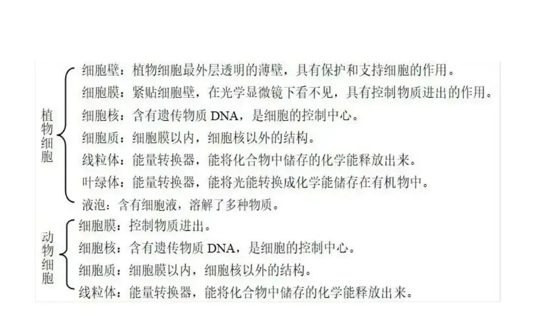 【初中生物】2024年中考生物复习知识清单(一)-第5张图片-四季读书网