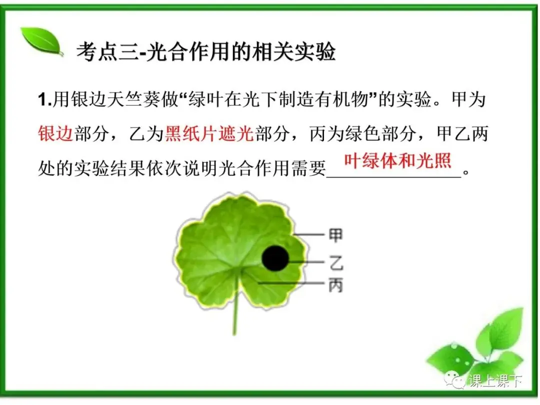 小中考复习课件7-----初一下绿色植物的光合作用-第18张图片-四季读书网