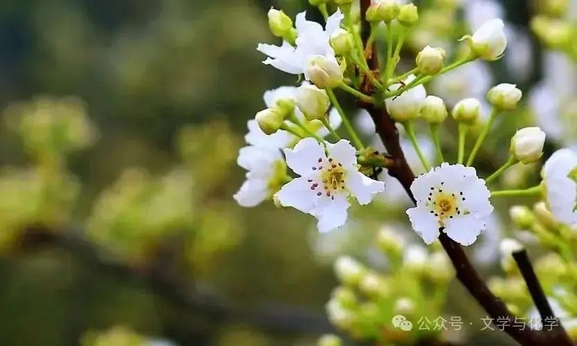 中考高分突破-科普阅读题-太空探索类-第9张图片-四季读书网