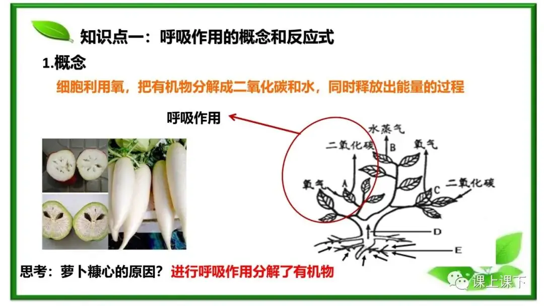 小中考复习课件8-----初一下绿色植物的呼吸作用-第2张图片-四季读书网