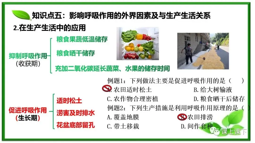 小中考复习课件8-----初一下绿色植物的呼吸作用-第14张图片-四季读书网