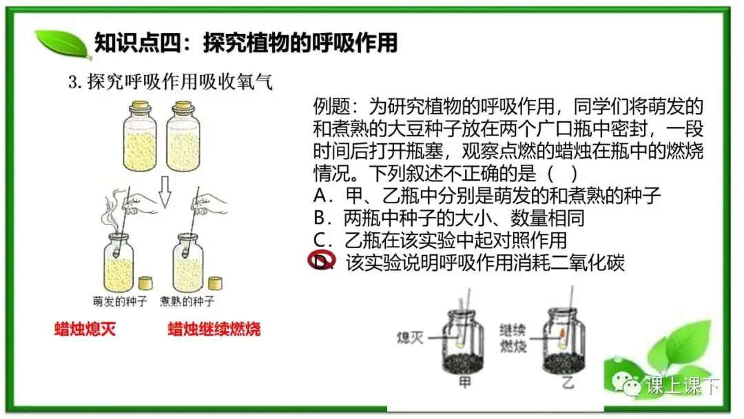 小中考复习课件8-----初一下绿色植物的呼吸作用-第12张图片-四季读书网
