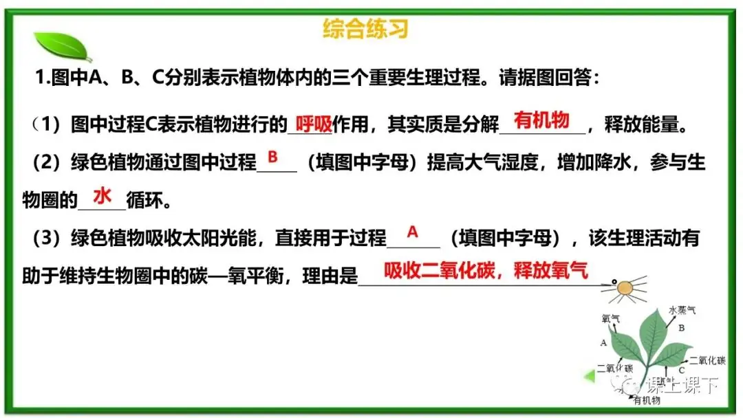 小中考复习课件8-----初一下绿色植物的呼吸作用-第16张图片-四季读书网