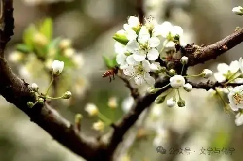 中考增分-实验-氧气含量测定 第10张 中考增分-实验-氧气含量测定 第10张