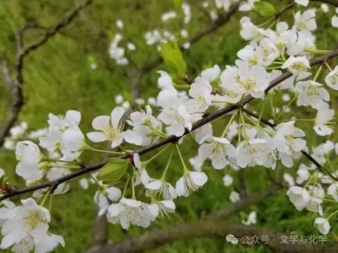 中考增分-实验-氧气含量测定 第11张 中考增分-实验-氧气含量测定 第11张
