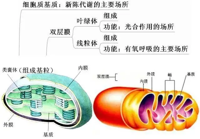 高考生物:高频考点总结,直观又详细!-第17张图片-四季读书网