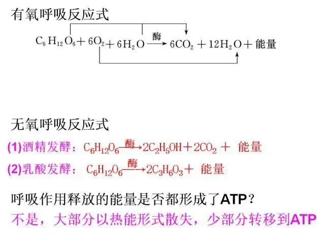 高考生物:高频考点总结,直观又详细!-第24张图片-四季读书网