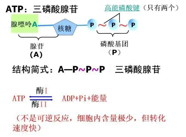 高考生物:高频考点总结,直观又详细!-第21张图片-四季读书网