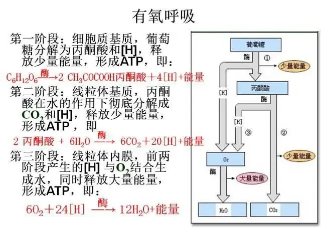 高考生物:高频考点总结,直观又详细!-第23张图片-四季读书网