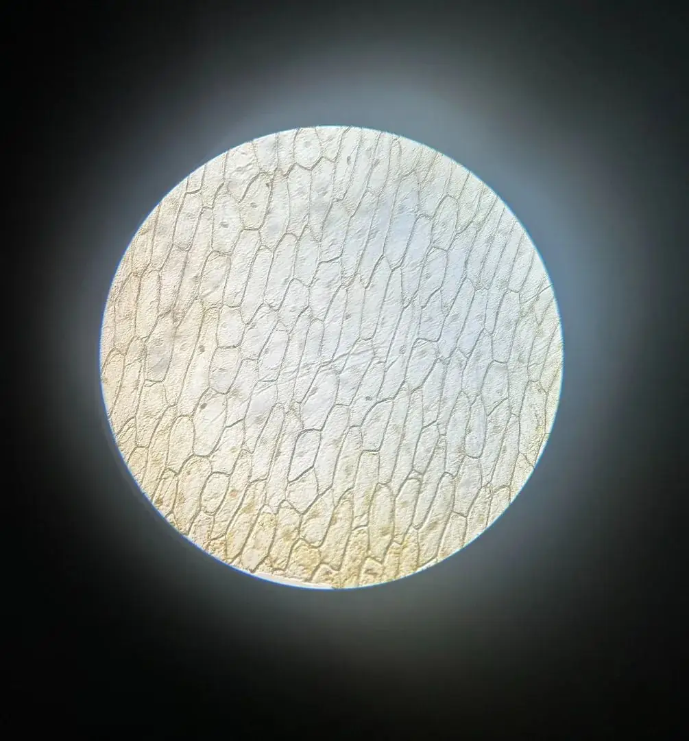 2024年最新拍摄!山西省中考生物实验操作视频,直击考试得分要点!-第9张图片-四季读书网 2024年最新拍摄!山西省中考生物实验操作视频,直击考试得分要点!-第9张图片-四季读书网