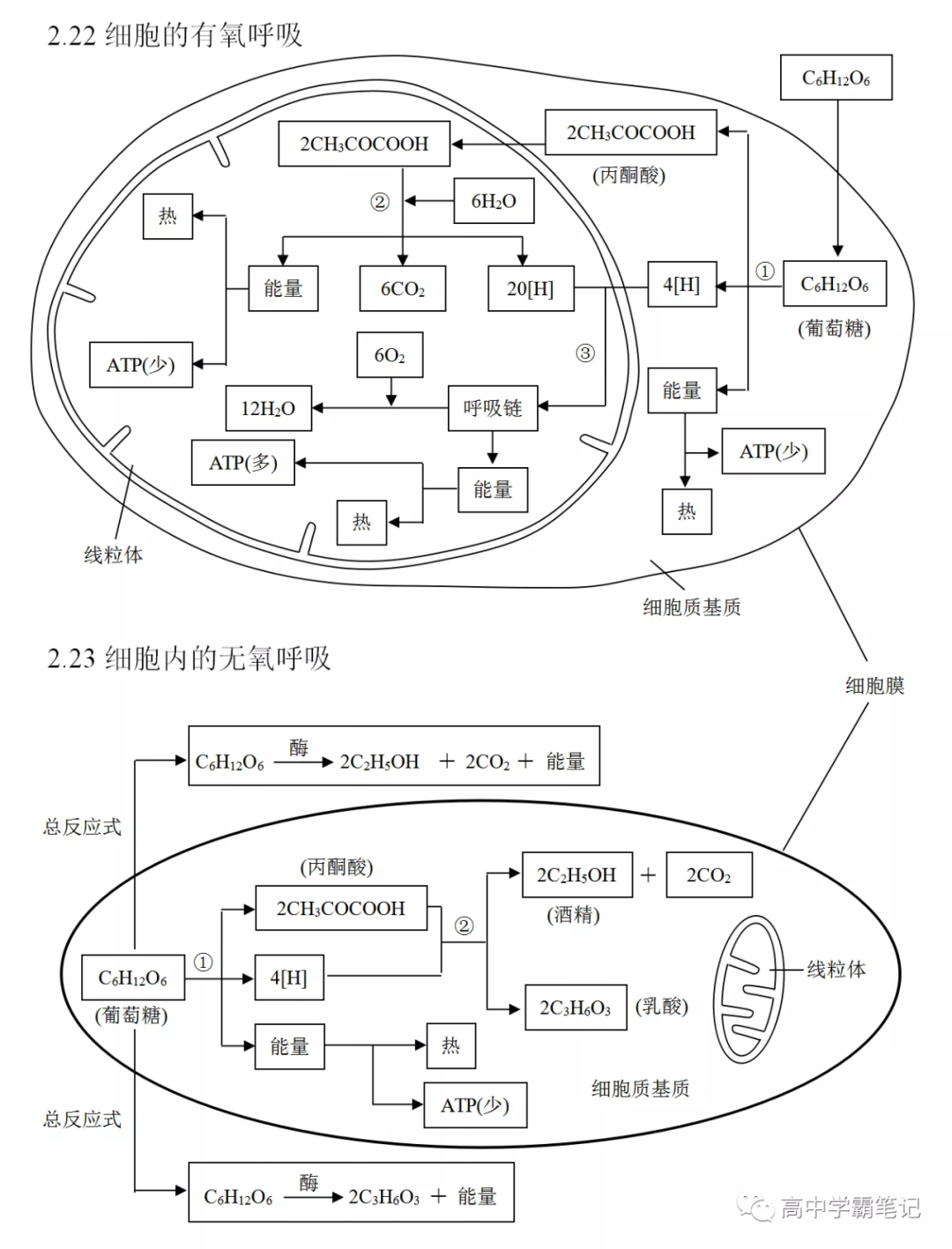 高考生物知识点总结(全)-第21张图片-四季读书网