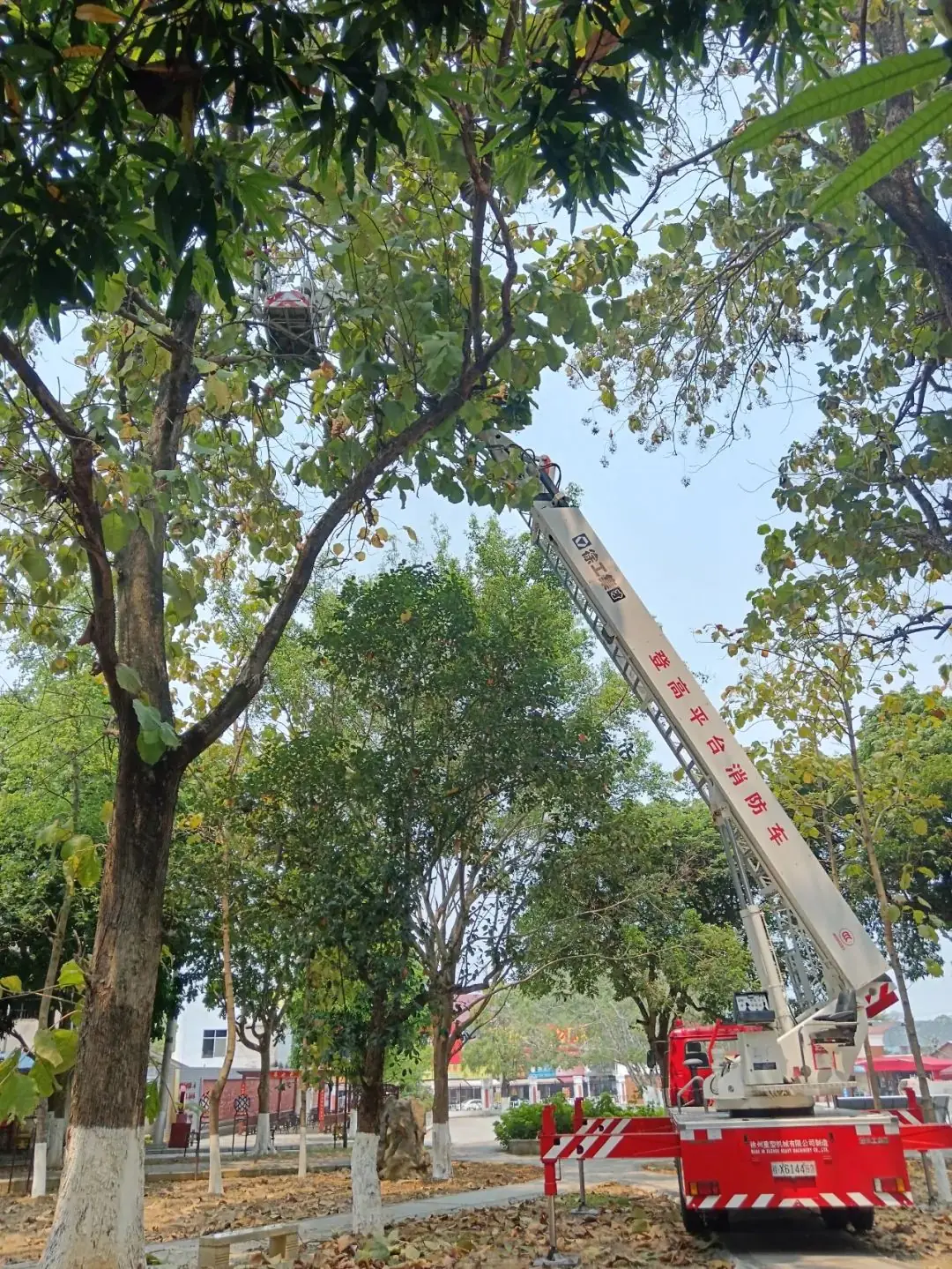 龙高发现马蜂窝!龙州消防火速出警,为高考保驾护航-第2张图片-四季读书网 龙高发现马蜂窝!龙州消防火速出警,为高考保驾护航-第2张图片-四季读书网