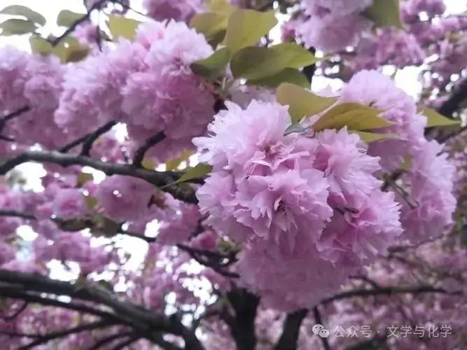 高考化学抢分秘籍-秘籍08元素性质与推断-练习2-第10张图片-四季读书网