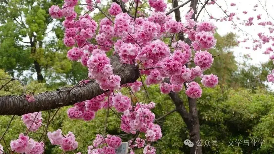 高考化学抢分秘籍-秘籍08元素性质与推断-练习1-第8张图片-四季读书网 高考化学抢分秘籍-秘籍08元素性质与推断-练习1-第8张图片-四季读书网