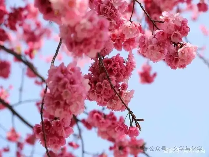 高考化学抢分秘籍-秘籍08元素性质与推断-练习1-第9张图片-四季读书网 高考化学抢分秘籍-秘籍08元素性质与推断-练习1-第9张图片-四季读书网
