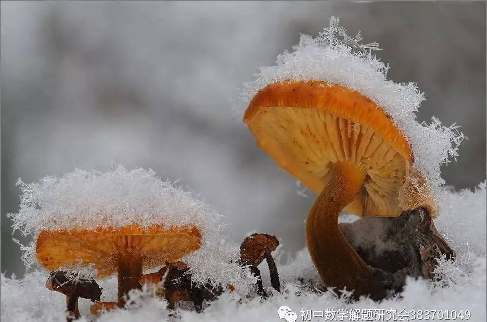 中考选择题和填空题解题技巧-第1张图片-四季读书网 中考选择题和填空题解题技巧-第1张图片-四季读书网
