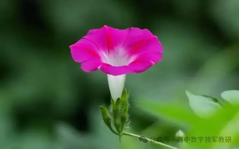 突破新高考35 琴生不等式-第14张图片-四季读书网 突破新高考35 琴生不等式-第14张图片-四季读书网
