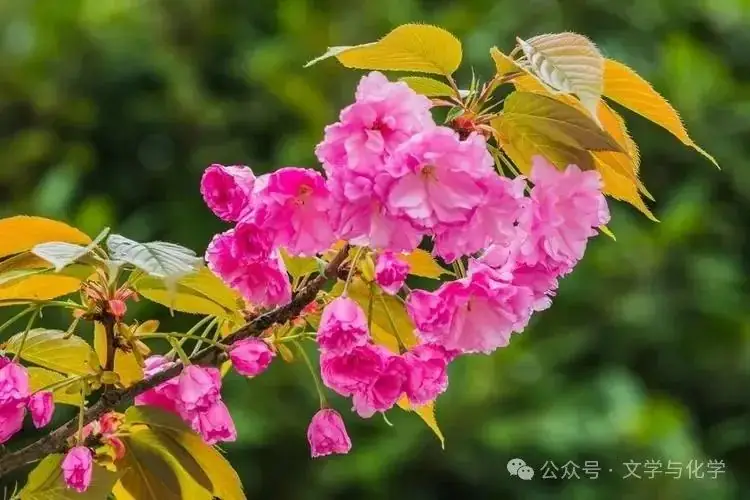 中考高分突破-坐标图像题-知识点-第1张图片-四季读书网 中考高分突破-坐标图像题-知识点-第1张图片-四季读书网